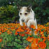 Pet portrait from photograph sample #111 Dog Jumping in Flower Field