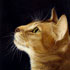 Pet portrait from photograph sample #139 Yellow Cat