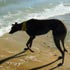 Pet portrait from photograph sample #143 Dog Walking on the Beach