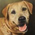 Pet portrait from photograph sample #144 Yellow Labrador Retriever