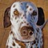 Pet portrait from photograph sample #147 Dog