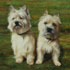 Dog oil portrait from picture sample #197 two dogs