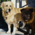 From photo to oil portrait sample #188 two dogs