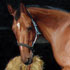 Horse portrait in oil on linen canvas samples #189