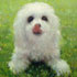 Custom pet portrait sample #191 white dog