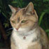 Handmade cat portrait from photo sample #192