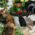 Pet oil paintings from photos sample #193