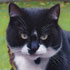 Pet portrait from photograph sample #196 Cat