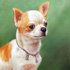 Pet portrait from photo sample #45 Chihuahua Dog