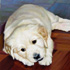 Pet portrait from photo sample #50 Creamy Yellow Labrador Puppy