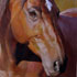 Pet portrait from photograph sample #5 Horse