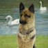 Pet portrait from photograph sample #75 German Shepherd with Swans