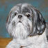 Pet portrait from photo sample #78 dog
