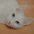 Pet portrait from photograph sample #84 White Cat