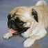 Pet portrait from photograph sample #107 dog