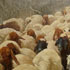 Pet portrait from photograph sample #114 Sheep