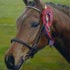 Pet portrait from photograph sample #137 Horse