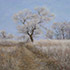 Oil painting from photo #13 trees