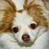 Pet portrait from photograph sample #146 Dog