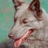Pet portrait from photograph sample #148 Dog