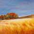 landscape portrait samples #175 field sunset