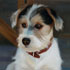Pet oil portrait from photo sample #186 baby doggy