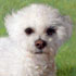 Photo to portrait sample #190 - dog