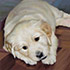 Pet portrait from photo sample #50 Creamy Yellow Labrador Puppy