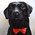 Pet portrait from photo sample #68 Black Young Labrador