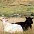 Pet portrait from photograph sample #82 Sheep