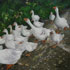 Pet portrait from photograph sample #83 Goose