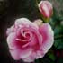 Reproduction oil painting #66 Peony