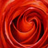 Replica Oil Painting #86 Still Life with Rose